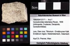 Foto (Objket + Etiketten) von Goniodromites bidentatus (Reuss, 1858) 